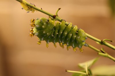 Cecropia Moth Larva final instar