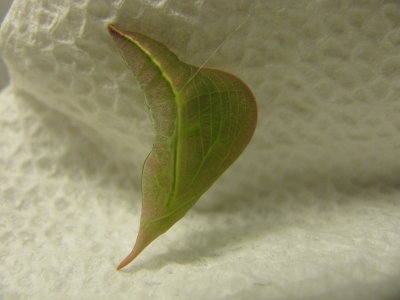 Cloudless Sulphur Chrysalis