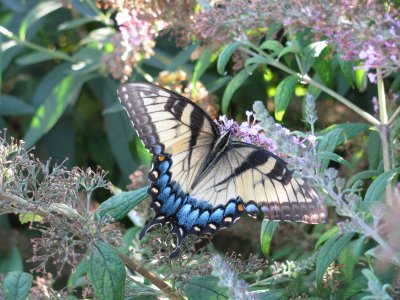 Female Eastern Tiger Swallowtail