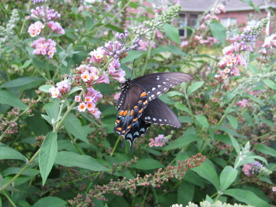 Spicebush Swallowtail, ventral wing view