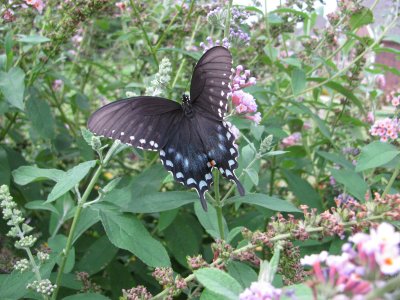 Spicebush Swallowtail Female