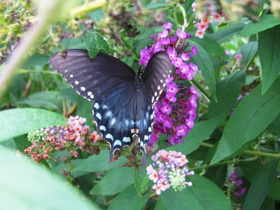 Spicebush Swallowtail Female