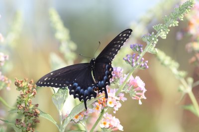 Female Black Swallowtail