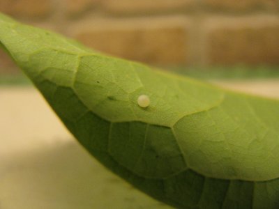 Spicebush Swallowtail egg