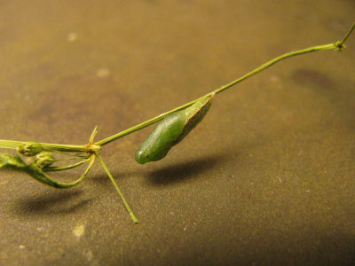 Dainty Sulphur Chrysalis