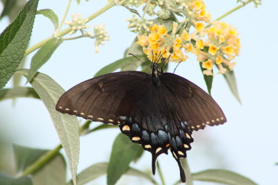 Female Eastern Tiger Swallowtail