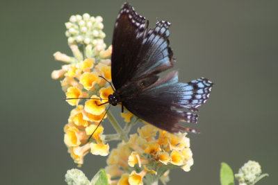 Tattered Red Spotted Purple