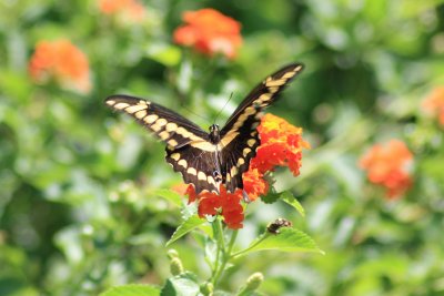 Giant Swallowtail