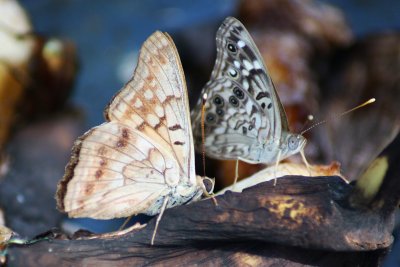 Tawny and Hackberry Emperors