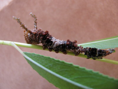Viceroy Caterpillar, just molted