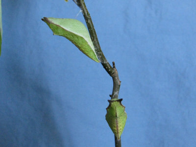 Spicebush Swallowtail Chrysalides
