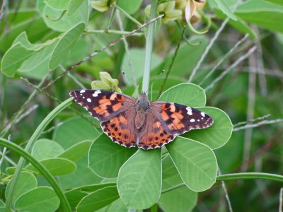 Painted Lady