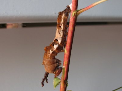 Viceroy Caterpillar, ready to pupate