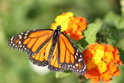 Monarch Male