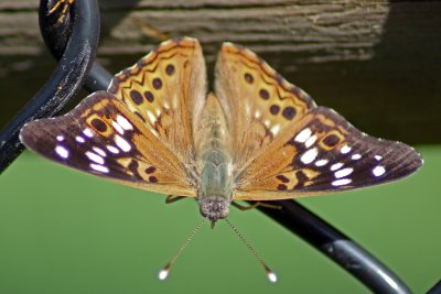 Hackberry Emperor on chain link fence