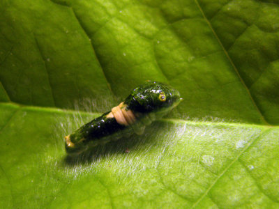 Eastern Tiger Swallowtail Larva