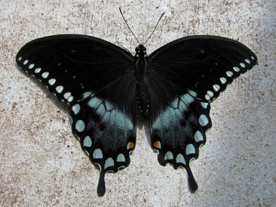 Spicebush Swallowtail Male