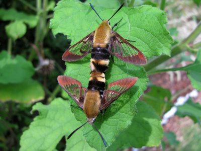 Snowberry Clearwings