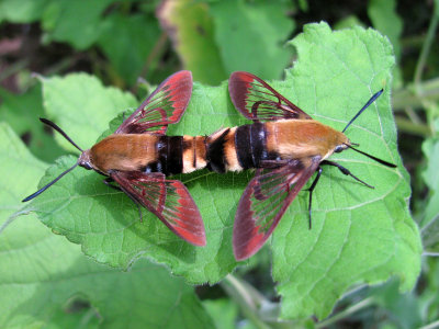 Snowberry Clearwings