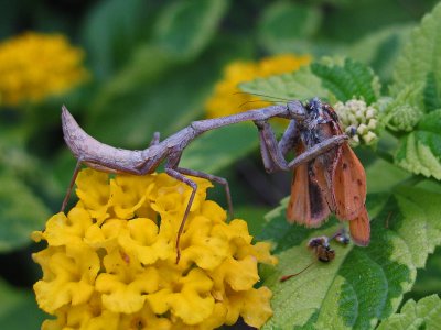 Praying Mantis and the Fiery Skipper