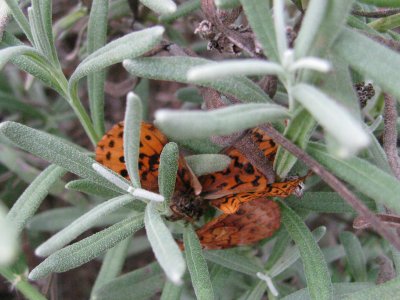 Butterfly Remains