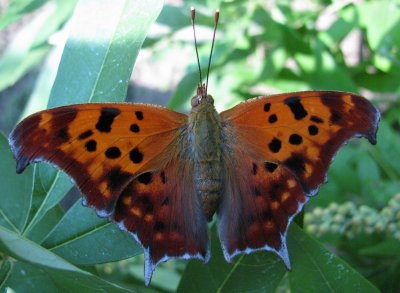 2009 Lepidoptera