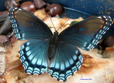 Red Spotted Purple in fruit dish