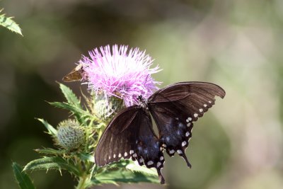 Spicebush Swallowtail Female