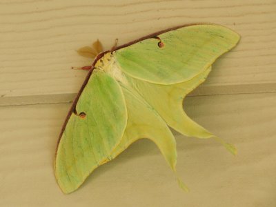Actias luna life cycle