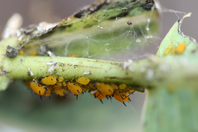 Oleander aphids on Oscar Milkweed