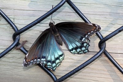 Red-spotted Purple on Fence