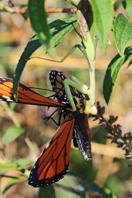 Praying Mantis and the Monarch