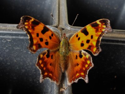 Eastern Comma Butterfly - Winter Form