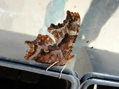 Eastern Comma, ventral view