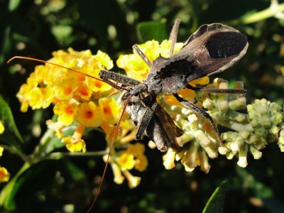 Wheel Bug and Sachem