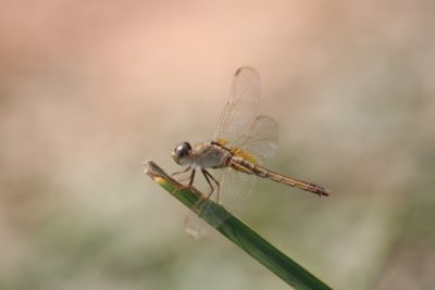 Dragonfly on Lemon Grass