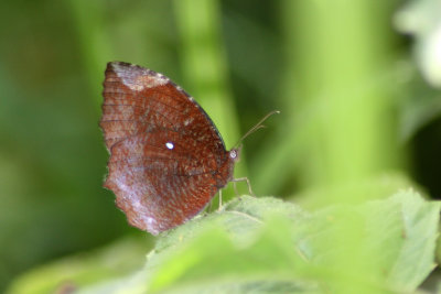 Common Palmfly