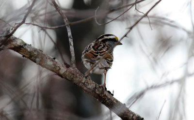 White Throated Sparrow