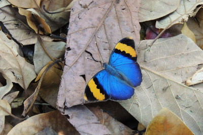 Butterflies of Tanzania