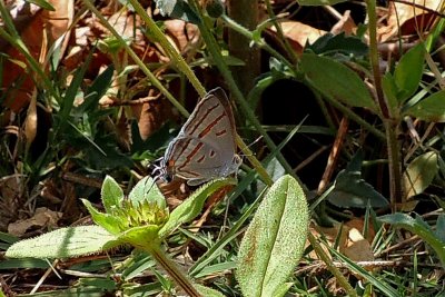 Hypolycaena pachalica