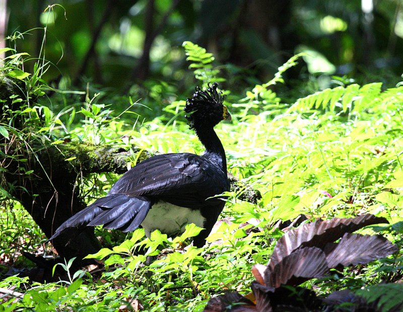 Great Curassow