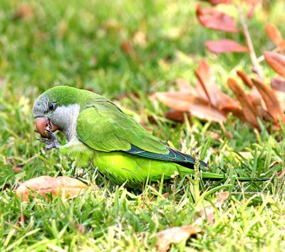 Monk Parakeet