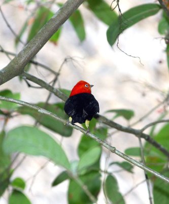 Red-capped Manakin (Belize)