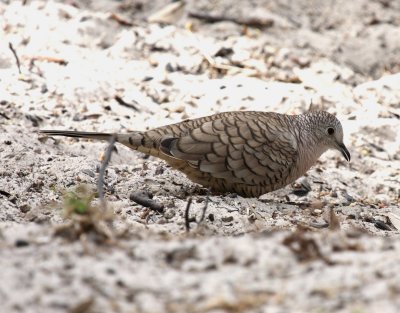 Inca Dove