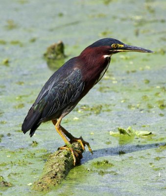 Green Heron