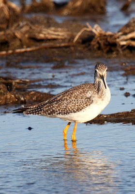 Lesser Yellowlegs