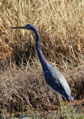 Tricolor Heron