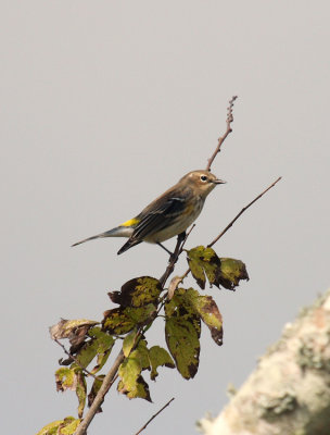 Yellow-rumped Warbler