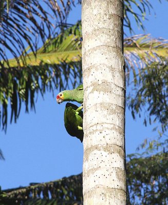 Red Lored Parrot (Belize)