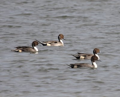 Northern Pintail Ducks